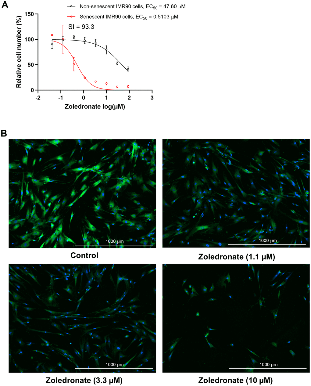 Zoledronic acid has senolytic effects in human lung fibroblast IMR90 cells. (A) Increasing concentrations (0.04-90 μM) of zoledronic acid were tested for 72 h in IMR90 cells. The figure shows the percentage non-senescent (black) and senescent IMR90 cells (red) remaining after 72 hours of treatment. n = 3; (B) Representative images of C12FDG-based senescence assay of zoledronic acid in senescent IMR90 cells. Blue fluorescence indicates nucleus staining with Hoechst 33324, and bright green fluorescence indicates SA-β-gal positive senescent cells whereas dim green fluorescence represents SA-β-gal low or negative, non-senescent cells. Images were taken using Cytation 1 at 4X.