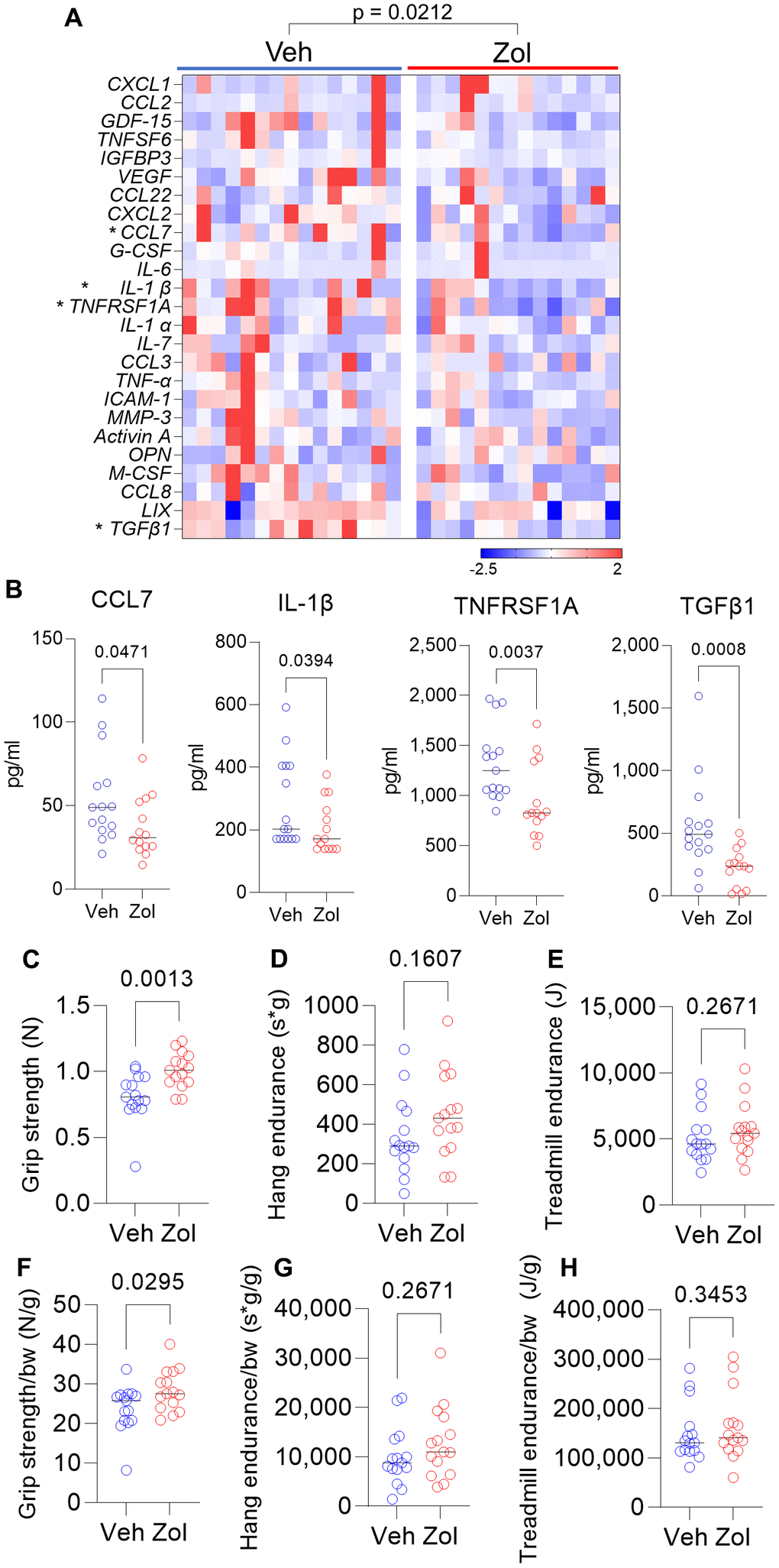 Zoledronic acid reduces circulating SASP markers and improves grip strength in old mice. (A) Zoledronic acid significantly reduces a panel of SASP markers in old mice (overall p-value is using the harmonic mean approach (see Methods)); (B) changes in serum CCL7, IL1β, TNFRSF1A, and TGFβ1 in the vehicle- vs. zoledronic acid- treated mice; effects of zoledronic acid on (C) grip strength; (D) hang endurance; and (E) treadmill endurance. (F–H) show these parameters normalized to body weight. p-values are using the Mann-Whitney test; n = 15 Veh, n=14 Zol mice/group (A, B) and n=15 per group (C–H).