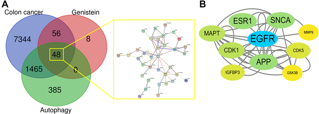 (A) Venn diagrams aimed to show respective targets in genistein, CRC, and autophagy before identifying mutual targets within genistein-CRC-autophagy. And all mutual targets were highlighted in the gene-connected network. (B) All core target genes in genistein-CRC relating autophagy were identified through highest screening scores.