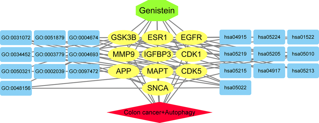 The association network among target genes and pathways associated with autophagy in genistein against CRC were highlighted connectedly.