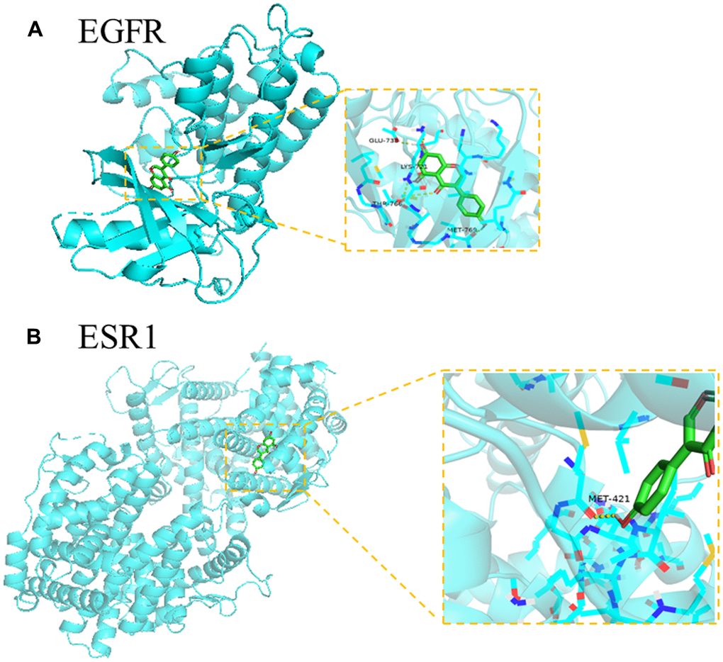 The molecular docking analysis of genistein and core targets. (A) genistein docking with target EGFR protein (PDB ID:2GS2) in details. (B) genistein docking with target ESR1 protein (PDB ID:3OS8) in details.
