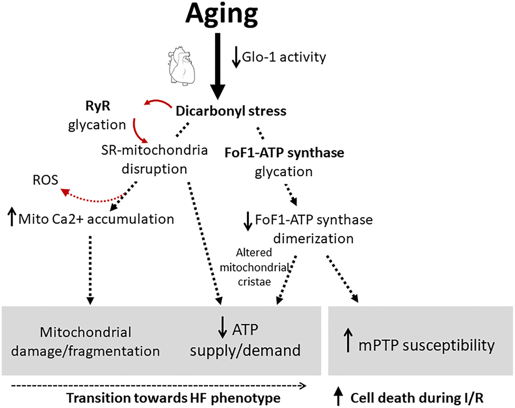 Pathophysiological contribution of dicarbonyl stress to mitochondrial dysfunction in the heart during aging through the glycation of RyR and FoF1-ATP synthase. Accumulation of dicarbonyl compounds is favored by the reduction in the efficiency of glyoxalase-dependent detoxification system. This mechanism underlies an energy supply/demand mismatch in the aging cardiomyocytes, favoring the transition towards a failing phenotype, and increases cells’ susceptibility to undergo mPTP and death during I/R injury. Abbreviations: Glo-1: glyoxalase 1; RyR: ryanodine receptor; SR: sarcoplasmic reticulum; mPTP: mitochondrial permeability transition pore; HF: heart failure; I/R: ischemia/reperfusion.