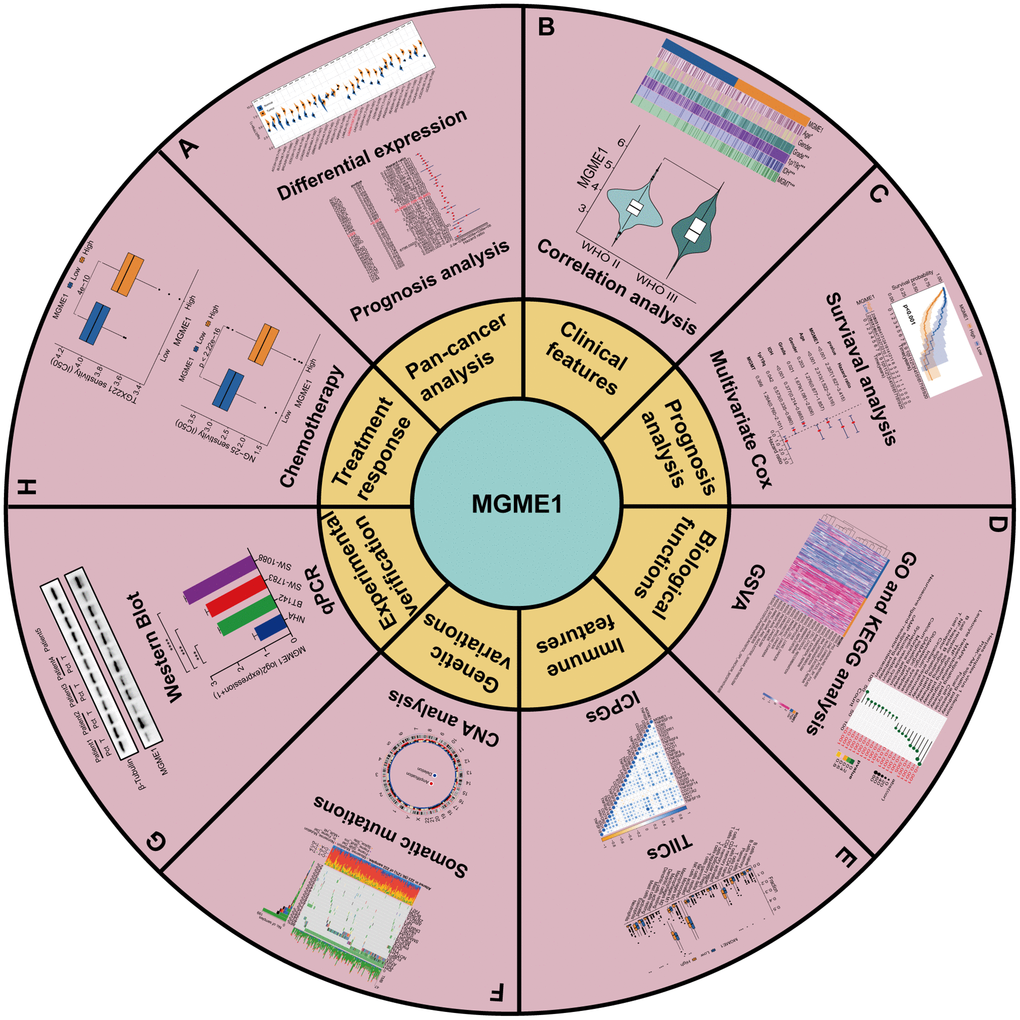 Flowchart of research. (A) Pan-cancer analysis. (B) Clinical features. (C) Prognosis analysis. (D) Biological functions. (E) Immune features. (F) Genetic variations. (G) Experimental verification. (H) Treatment response of MGME1 in LGG.