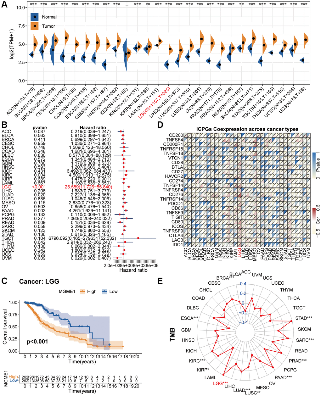 Pan-cancer analysis of MGME1. (A) Differential expressions of MGME1 in normal and cancer tissues. (B) Univariate Cox regression analysis of MGME1 expression in various tumors. (C) Kaplan-Meier analysis of MGME1 in pan-LGG. (D) Co-expressions of MGME1 and ICPGs in different cancers. (E) Differential TMB in various cancers. *P **P ***P 