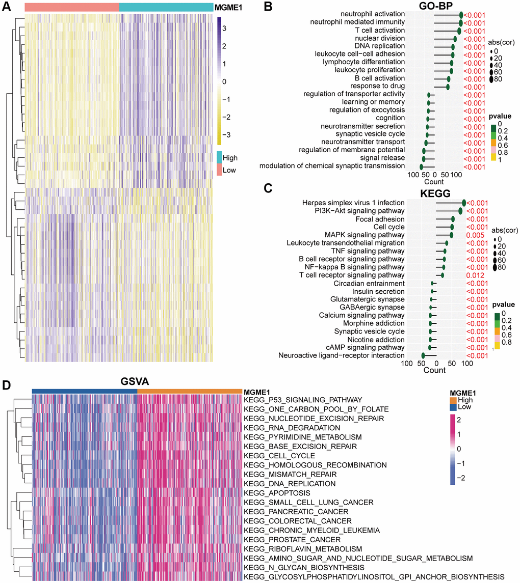 Biological functions of MGME1 in LGG in TCGA. (A) DEGs in the low-MGME1 and high-MGME1 expression subgroups. (B, C) The GO-BP (B) and KEGG (C) analyses for MGME1 in patients with LGG in the TCGA dataset. (D) GSVA in the TCGA dataset.
