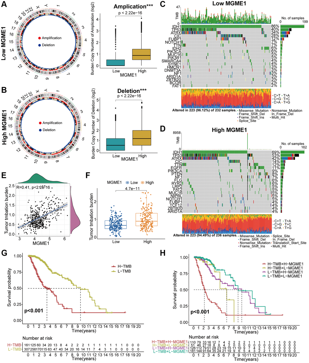 Contradistinction of genomic mutations in the two subgroups in the TCGA dataset. (A, B) Circos plots of low- and high-MGME1 subgroups show the amplifications and deletions of chromosomes, and the boxplots show a lower burden of copy number amplifications and deletions in the low-MGME1 subgroup. (C, D) The waterfall diagrams show the mutated genes in the low-MGME1 (C) and high-MGME1 (D) subgroups. (E, F) An association between MGME1 expression and TMB levels. (G, H) Association between TMB levels and the prognosis of patients with LGG (G) and the differential prognostic value in the two subtypes with different TMB level (H). *P **P ***P ****P 