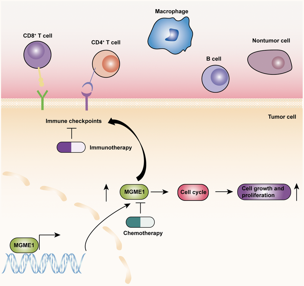 The underlying biological mechanisms of MGME1 in LGG.