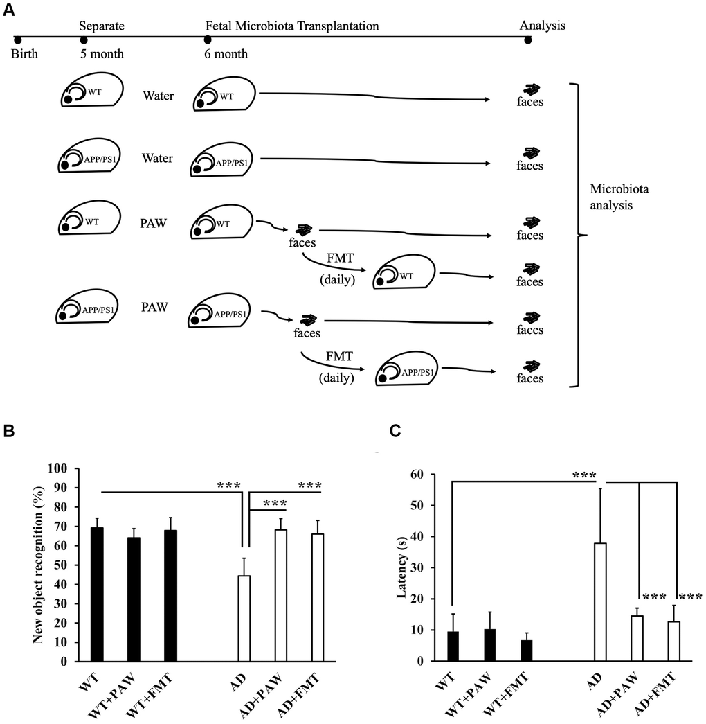 Memory function assessment of plasmon-activated water (PAW)-fed and fecal microbiota transplantation (FMT) AD mice. (A) The schema shows the timeline of wild-type (WT) and AD mice fed daily water, PAW and FMT of stool from 6-month-old PAW-fed AD mice. Memory function assessment of 16-month-old WT, WT-fed PAW (WT+PAW), FMT (WT+FMT), AD, PAW-fed AD (AD+PAW), and FMT AD (AD+FMT) mice by a novel object recognition test (B) and Morris water maze (C) test. All results were analyzed by ANOVA with a post hoc analysis. (*p **p ***p 