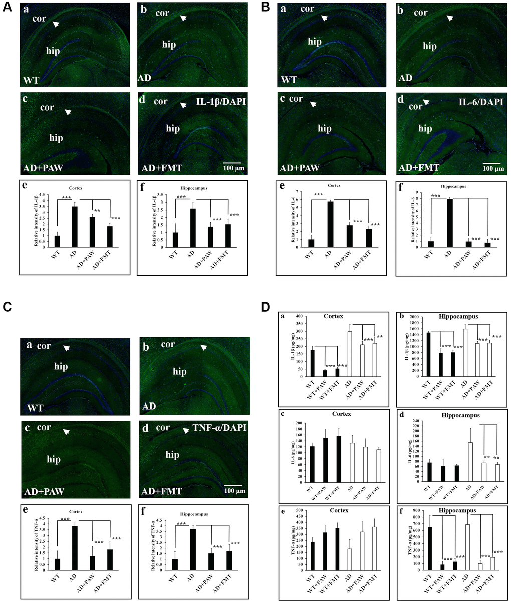 Inflammation marker analysis in the cortex (Cor) and hippocampus (Hip) of wild-type (WT) and AD mice. Immunofluorescence analysis of interleukin (IL)-1β (A), IL-6 (B), and tumor necrosis factor (TNF)-α (C) in the Cor and Hip of WT mice (a), AD mice (b), plasmin-activated water (PAW)-fed (AD+PAW) mice (c), and fecal microbiota transplantation (FMT) AD mice (AD+FMT) (d). Statistical results were analyzed in the Cor (e) and Hip (f) from (A), (B), and (C). (D) Protein concentrations of IL-1β (a, b), IL-6 (c, d), and TNF-α (e, f) from the Cor and Hip were measured by ELISA of WT, WT+PAW, WT+FMT, AD, AD+PAW, and AD+FMT mice. All results were analyzed by ANOVA with a post hoc analysis. (*p **p ***p 