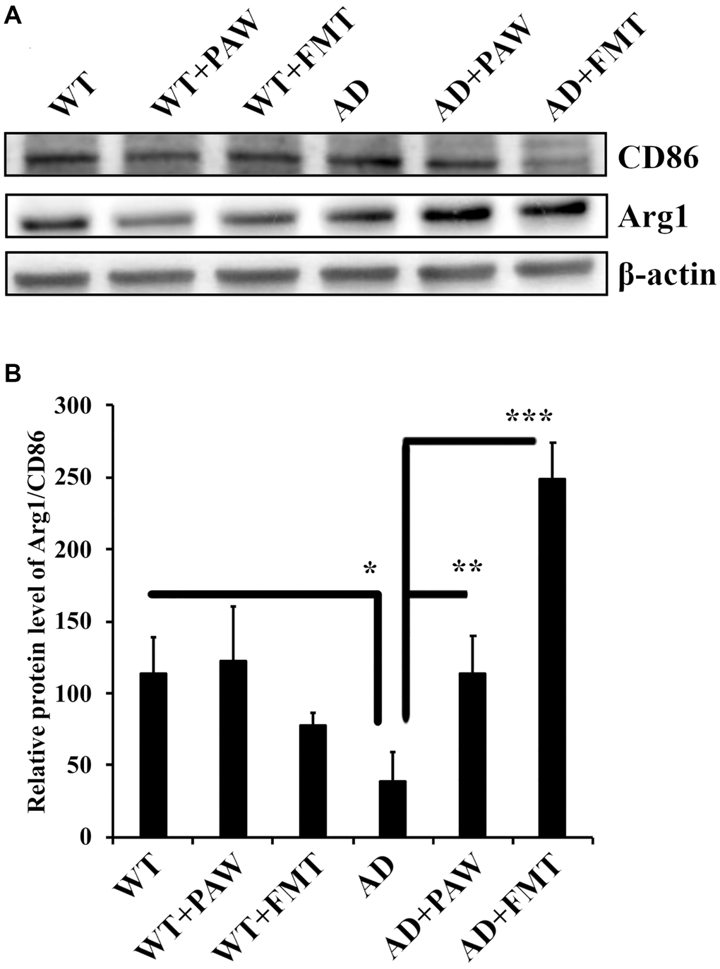Protein levels of arginase-1 and CD86 in the cortex of wild-type (WT) and AD mice. (A) Western blot analysis of arginase-1 (Arg1) and CD86 in the cortex of WT and AD mice fed PAW (WT+PAW, AD+PAW) and FMT (WT+FMT and AD+FMT). (B) Protein levels of Arg1 and CD86 were quantified from (A). All results were analyzed by ANOVA with a post hoc analysis. (*p **p ***p 