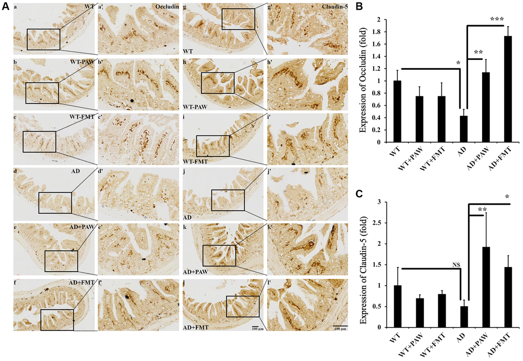 Immunohistochemistry analysis of the protein levels of Occludin and Claudin-5 in the jejunum of WT and AD mice. (A) The jejunum from WT (a–c, g–i) and AD (d–f, j–l) mice fed PAW (b, h, e, k) and FMT (c, I, f, l) was analyzed by immunohistochemistry with anti-Occludin (a–f) and anti-Claudin-5 (g–l) antibodies. Images (a’–l’) were enlarged from images (a–l). Quantitation of the protein levels of Occlusion (B) and Claudin-5 (C) from (A) was analyzed. All results were analyzed by ANOVA with a post hoc analysis. (*p **p ***p 