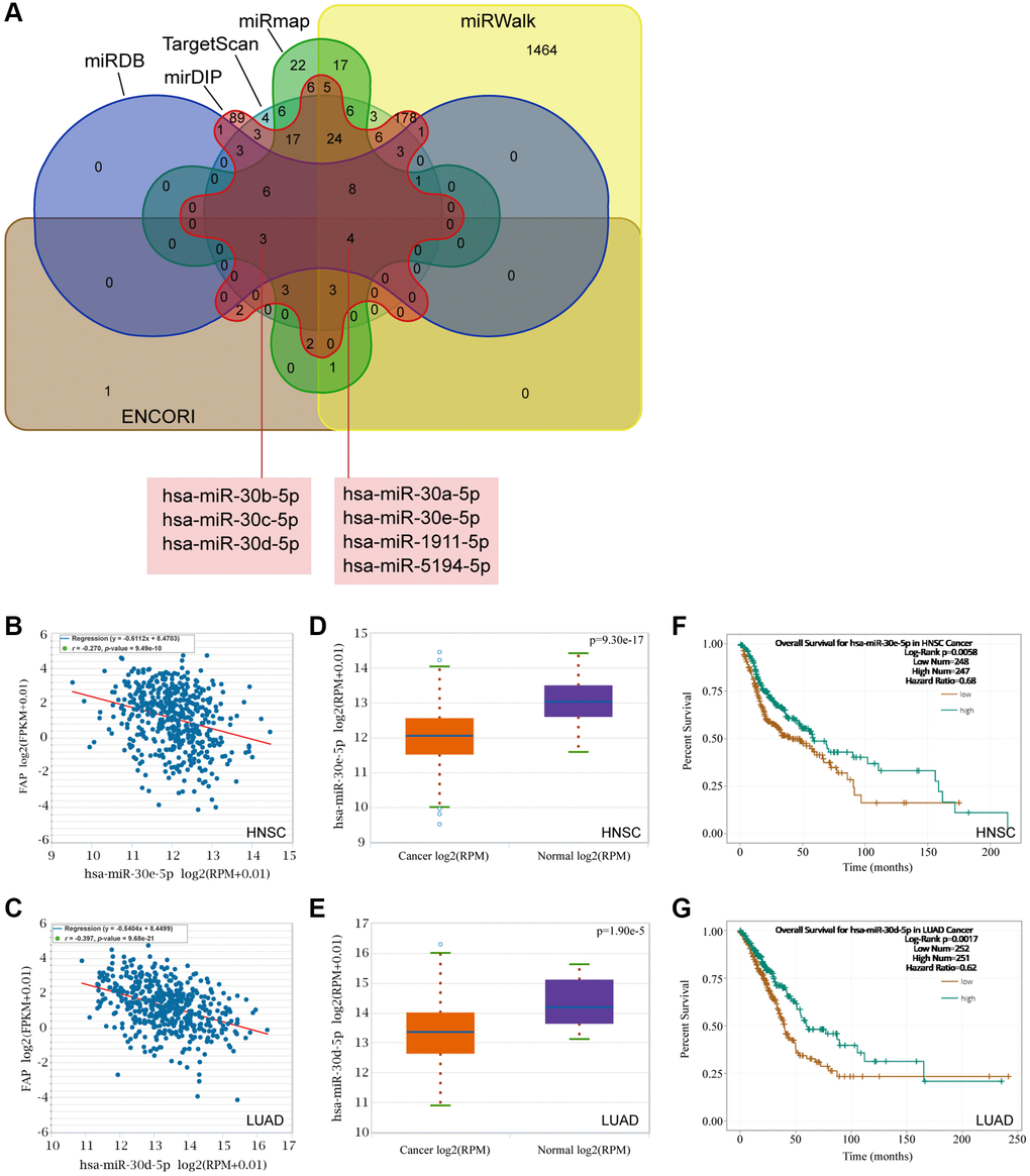 Prediction of the miRNAs targeting FAP. (A) The miRNAs targeting FAP were predicted by the ENCORI, TargetScan, miRWalk, miRmap, mirDIP, and miRDB databases and displayed by the Veen diagram. (B) Negative correlation of hsa-miR-30e-5p and FAP in HNSC. (C) Negative correlation of hsa-miR-30d-5p and FAP in LUAD. (D) Differential expression analysis of hsa-miR-30e-5p between HNSC and the correspond normal tissues. (E) Differential expression analysis of hsa-miR-30d-5p between LUAD and the correspond normal tissues. (F) The overall survival analysis of hsa-miR-30e-5p in HNSC. (G) The overall survival analysis of hsa-miR-30d-5p in LUAD.