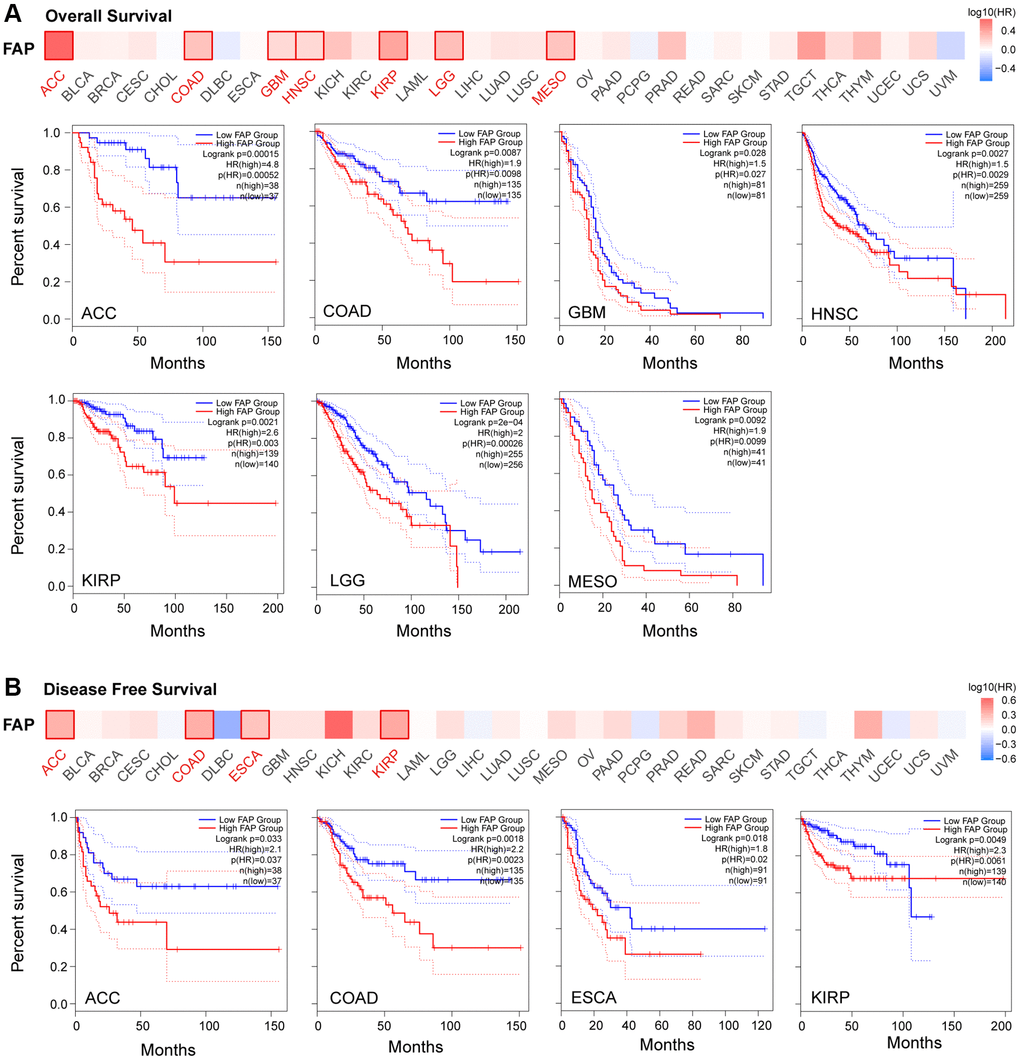 Correlation between FAP gene expression and survival prognosis in TCGA cancers. Overall Survival analysis (A) and Disease Free Survival analysis (B) were performed in diverse cancers. A cutoff value of 50% was used to split the FAP high-expression and low-expression cohorts. The log-rank test was used in the hypothesis.
