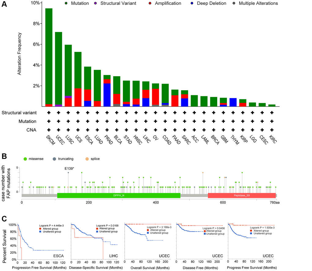 Mutation feature of FAP in human cancers. (A) FAP alteration frequency in TCGA cancer cohorts. (B) Sites and case numbers of FAP mutations were presented. (C) Association between genetic alteration of FAP and clinical survival in ESCA, LIHC, and UCEC. Kaplan-Meier plots with log-rank p-value were shown.