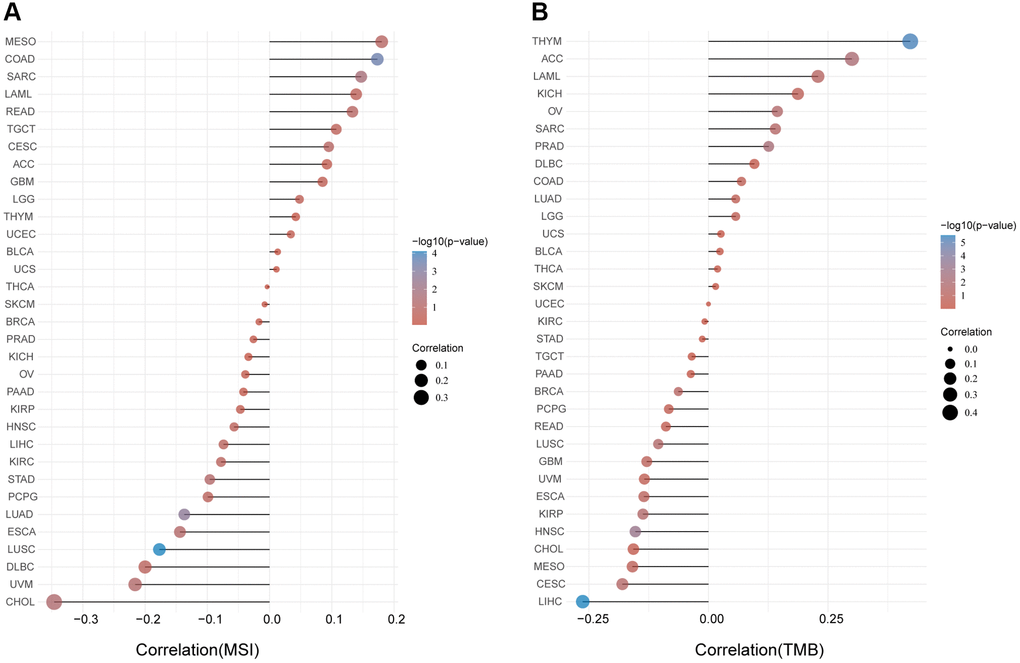 Analysis between FAP expression and (A) MSI and (B) TMB in human cancers with Spearman’s Correlation.