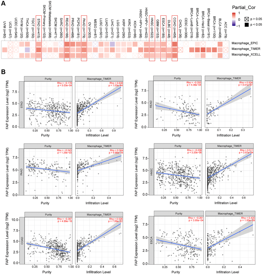 Correlation analysis between FAP expression and macrophages infiltration. (A) Different algorithms showed the correlation between FAP expression and macrophage infiltration in human cancers. (B) Classic scatter plotters were presented in STAD, READ, PAAD, HNSC, COAD, and ESCA. The p-values and Rho values were obtained via the purity-adjusted Spearman’s rank correlation test.