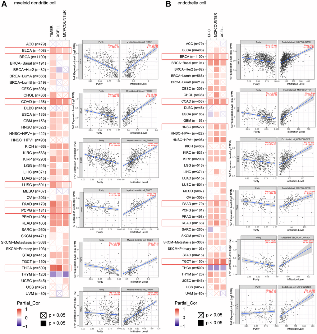 Correlation analysis between FAP expression and infiltration of (A) myeloid dendritic cells and (B) endothelia cells by different algorithms. Classic scatter plotters were presented.