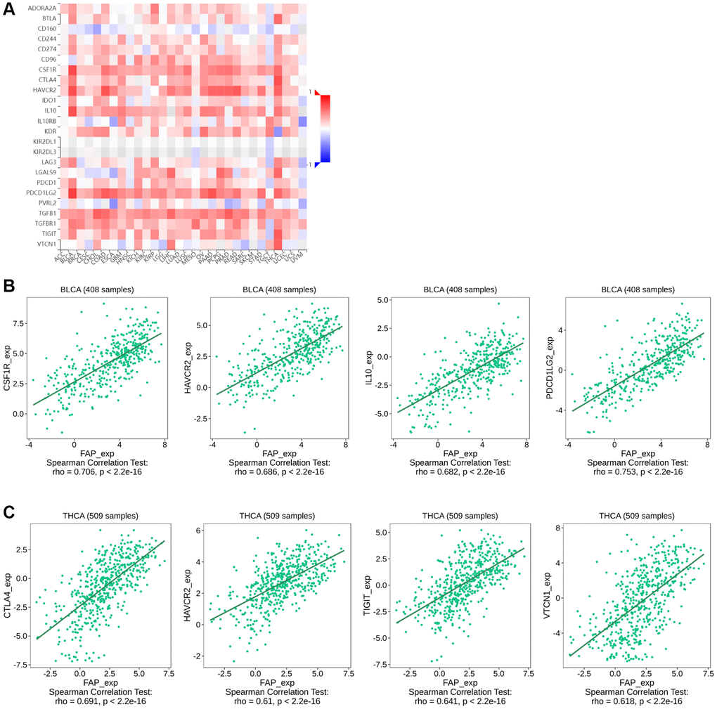 Correlation between FAP expression and immunosuppressive checkpoint proteins or cytokines in human cancers. (A) Correlation between FAP expression and immunosuppressive checkpoint proteins or cytokines was shown by the heatmap. (B) In BLCA, the association between FAP expression and CSF1R, HAVCR2, IL-10, PDCD1LG2 expression were presented. (C) In THCA, the association between FAP expression and CTLA4, HAVCR2, TIGIT, VTCN1 expression were presented. The Correlation between FAP and immune inhibitors expression were analyzed with Spearman test.