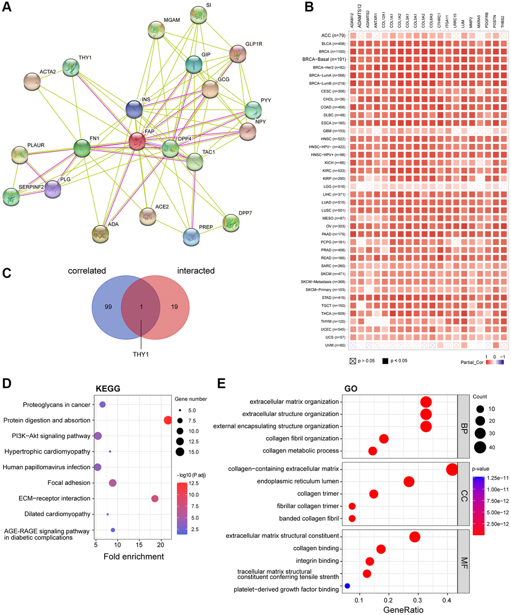 FAP-related gene enrichment analysis. (A) FAP-interacted network analyzed by STRING tool. (B) The heatmap displayed the top 20 of the 100 FAP-corelated genes in TCGA tumor database. The partial correlation (Cor) and P-value in the purity-adjusted Spearman’s rank correlation test were shown. (C) Intersection analysis of FAP-correlated and FAP-interacted partner. (D) KEGG enrichment analysis based on the FAP-correlated and interacted genes. (E) GO enrichment analysis based on the FAP-correlated and interacted genes. Abbreviations: BP: biological process; MF: molecular function; CC: cellular component.