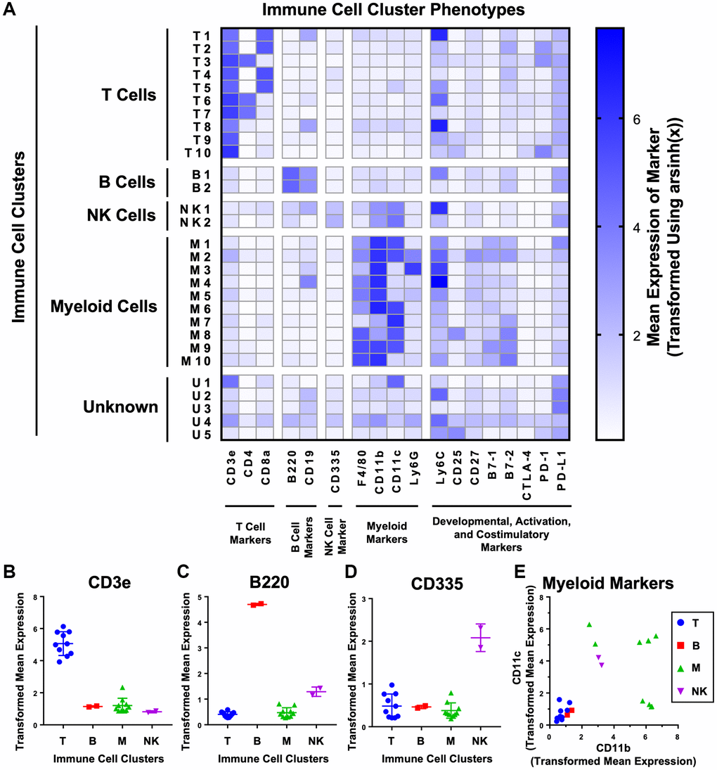 Unsupervised clustering of mouse urogenital immune cells identifies 29 phenotypically distinct clusters. (A) Heat map showing the phenotypes of the 29 clusters generated on immune cells detected from aging mouse prostates, bladders, and kidneys using CyTOF. Clusters were separated into T cells (CD3, CD4, CD8), B cells (B220, CD19), NK cells (CD335), myeloid cells (F4/80, CD11b, CD11c, and Ly6G), and unknown by expression of immune lineage markers. Shading represents mean marker expression transformed by arsinh(x). (B–E) Immune cell cluster expression of lineage markers for T cells (CD3) (B), B cells (B220) (C), NK cells (CD335) (D), and myeloid cells (CD11b and CD11c) (E). Data represents mean marker expression in each cluster transformed by arsinh(x) ± SD between clusters of the same broad immune cell type. Kruskal-Wallis, p p p = 0.106 (CD335). Two-way ANOVA, p 