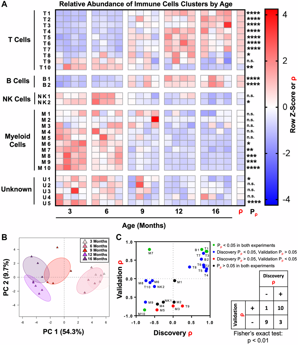 The adult mouse prostate immune microenvironment changes progressively with age. (A) Heat map showing changes to immune cell cluster abundance in the aging adult mouse prostate, correlation with age (ρ), and associated p-value (Pρ). Shading indicates abundance represented as a row z-score except where Spearman correlation (ρ) is indicated. Data represents 4 biological replicates at each age. *p **p ***p ****p p ≥ 0.05. (B) Principal component analysis (PCA) was performed on immune cell cluster frequencies for mouse prostates at different ages. Ellipses represent 95% confidence intervals for 4 biological replicates at each age. Abbreviation: PC: principal component. (C) Twenty-four clusters of immune cells were identified in a separate validation experiment with prostates from mice 4-, 9-, and 15-months-old (each n = 3). These clusters were matched to clusters in the discovery experiment, and correlation with age (ρ) and associated p-value (Pρ) were calculated. Left: Dot plot compares correlation coefficients for each immune cell cluster in the initial (discovery) and validation experiments. Coloring of points represents significance (Pρ). Right: Contingency table comparing the direction of correlation with age (ρ > 0 or ρ p-value for immune cell clusters between the discovery and validation experiments. Cluster M3 was not counted because ρ = 0 in the discovery experiment. Fisher’s exact test was performed to evaluate the distribution of clusters in the four quadrants of the graph/contingency table, p 