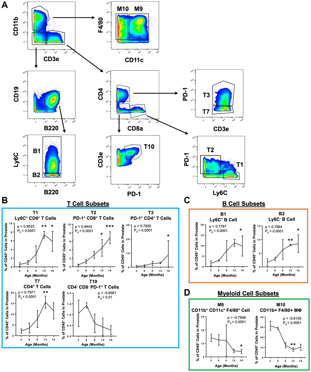 Simplified gating scheme to identify immune cell clusters that change in abundance with age in the mouse prostate. (A) Bivariate plots showing a gating scheme using a simplified 11 marker panel (CD45, CD3e, CD4, CD8a, CD19, B220, F4/80, CD11b, CD11c, Ly6C and PD-1) to identify 4 validated immune cell clusters (T1, T3, B1, and M10) and 5 others (T2, T7, T10, B2, and M9) in the validation CyTOF experiment. (B–D) Quantification of immune cell subset abundance by proportion of total CD45+ cells in the mouse prostate identified using the simplified 11 marker panel separated into T cells (B), B cells (C), and myeloid cells (D). Data represents mean ± SD of 4 biological replicates at each age. MΦ, macrophage. Spearman correlation coefficient (ρ) and associated p-value (Pρ) represent the correlation with age. Kruskal-Wallis, p p *p **p ***p 