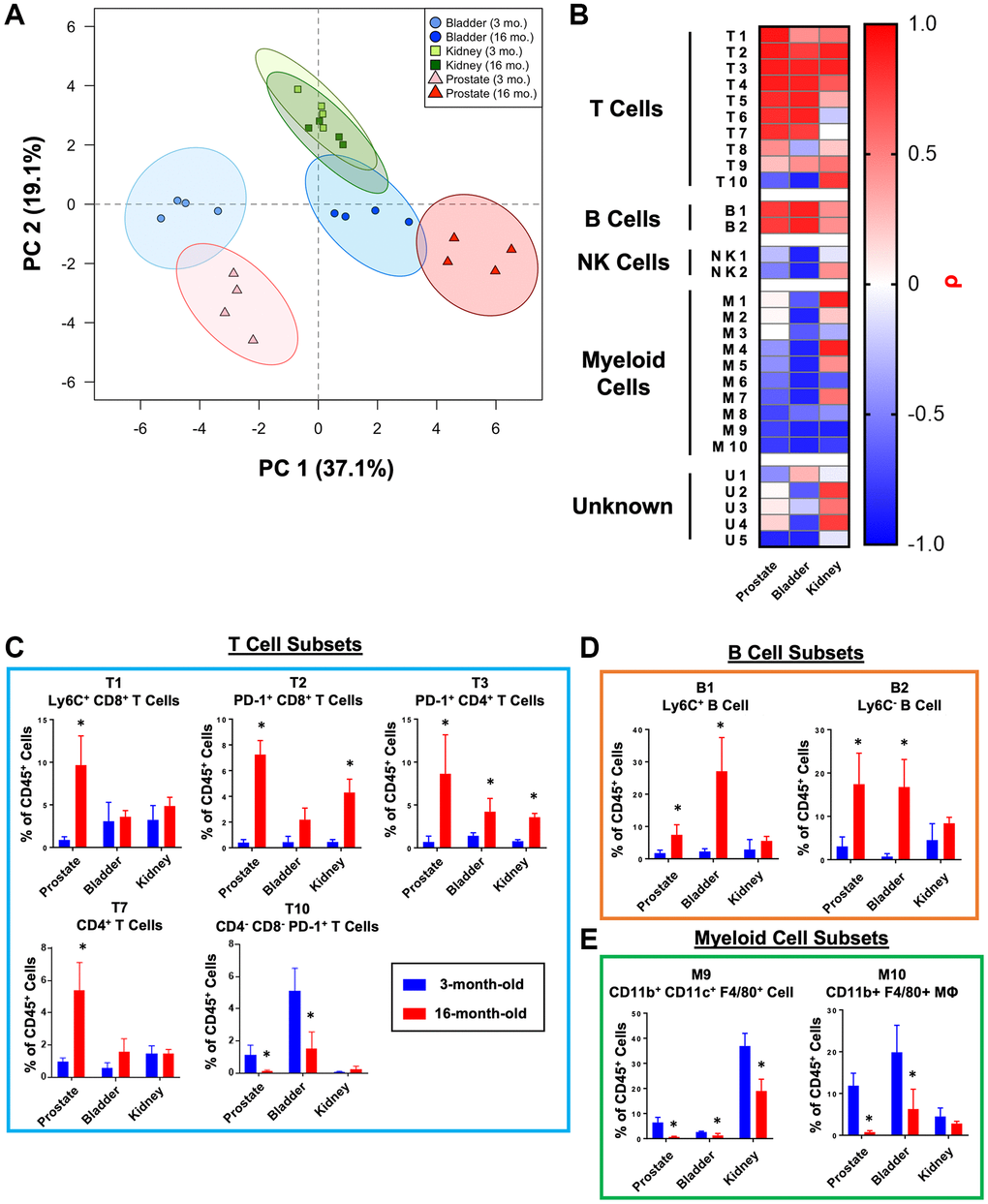 Comparison of age-related changes to the immune microenvironment of the mouse bladder, kidneys, and prostate. (A) Principal component analysis (PCA) was performed on immune cell cluster frequencies for mouse prostates, bladders, and kidneys at 3- and 16-months-old. Ellipses represent 95% confidence intervals for 4 biological replicates at each age and tissue. Abbreviation: PC: principal component. (B) Heat map showing correlations with age (ρ) for immune cell clusters from mouse prostate, bladder, and kidneys irrespective of p-value. Shading represents Spearman correlation (ρ). (C–E) Quantification of immune cell cluster abundance at 3 and 16 months of age in mouse prostate, bladder, and kidney separated into T cells (C), B cells (D), and myeloid cells (E). Mann Whitney U test between 3- and 16-months-old, *p 