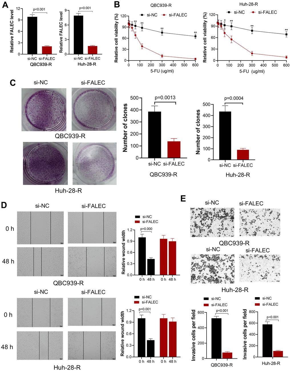 Knockdown FALEC increase the sensitivity of 5-FU resistant CCA cells. (A) FALEC level was significantly reduced in 5-FU resistant cell lines (QBC939-R and Huh-28-R) after transfected by si-FALEC. (B) Cell viability of QBC939-R and Huh-28-R decreased after transfected by si-FALEC; *, p**, pC) The proliferation ability of cells was measured by clone formation assay. Knocking down FALEC decreases the clone formation of QBC939-R and Huh-28-R significantly; (D) The migration ability of QBC939-R and Huh-28-R cells were measured by scratch method. Knocking down FALEC decreased the migration ability of both cell lines; (E) The invasion ability of QBC939-R and Huh-28-R cells decreased after knocking down FALEC.