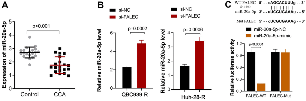 FALEC suppresses miR-20a-5p expression by direct interaction. (A) Decreased miR-20a-5p expression in CCA tissue when compared to adjacent non-tumor tissues, and the expression was analyzed by RT-PCR; (B) The expression of miR-20a-5p increased after FALEC was blocked in QBC939-R and Huh-28-R cells; (C) The binding site between FALEC and miR-20a-5p was verified by dual luciferase reporter assay. The luciferase activity of the wild-type FALEC sequence (WT-FALEC) decreased significantly after the mimic sequence of miR-20a-5p was transfected into cells.