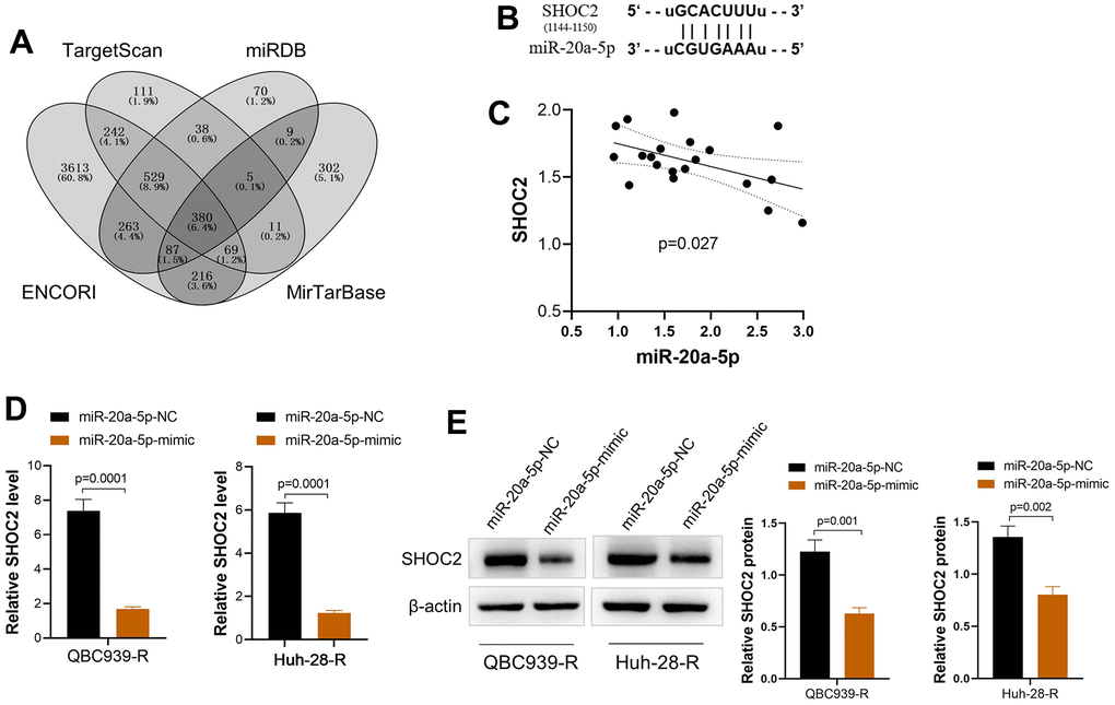miR-20a-5p downregulates SHOC2 in 5-FU resistant CCA cells via direct binding. (A) The potential target gene of miR-20a-5p predicted via online tools (ENCORI, Target Scan, miRDB, and MirTarBase) and drawn by Venny online analysis software; (B) The predicted binding site of SHOC2 and miR-20a-5p; (C) The mRNA expression of SHOC2 was negatively correlated with the miR-20a-5p in CCA tissues; (D, E) upregulation of miR-20a-5p by its mimic decreased the expression of SHOC2 both in mRNA (D) and protein levels (E) of QBC939-R and Huh-28-R cells.