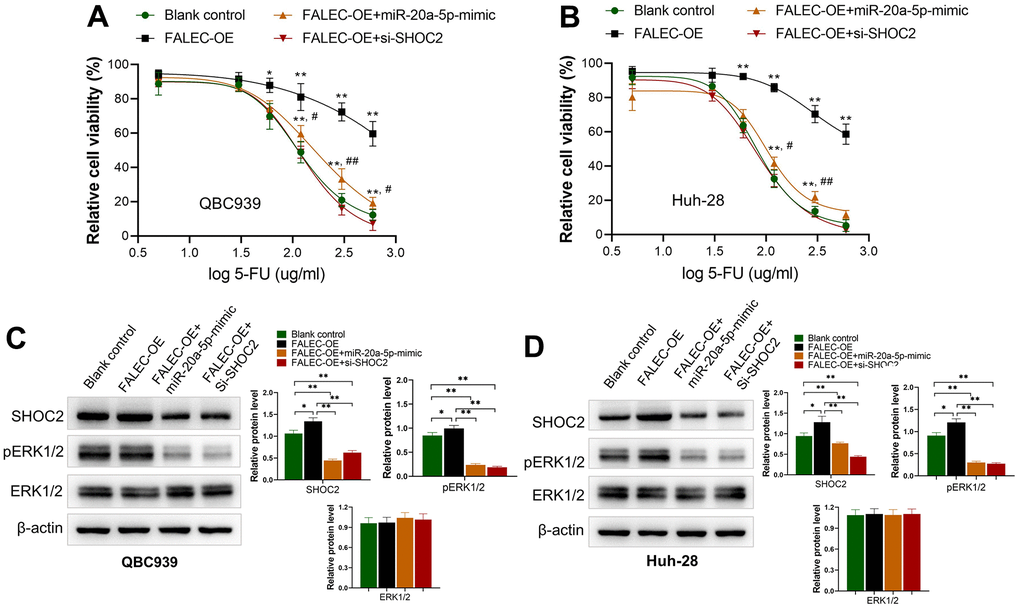 FALEC increased the 5-FU resistance of CCA cells by miR-20a-5p/SHOC2 axis. (A, B) Overexpression of FALEC (FALEC-OE) in normally cultured QBC939 and Huh-28 cells increased their resistance to 5-FU significantly in both cells; *, p**, p#, p##, pC, D) protein expression of SHOC2 and its downstream activator protein pERK1/2 increased after enhancing FALEC expression (FALEC-OE) in both cell lines. Upregulation of miR-20a-5p or knockdown SHOC2 (si-SHOC2) abolished the enhancing effect to SHOC2, and pERK1/2 caused by FALEC.