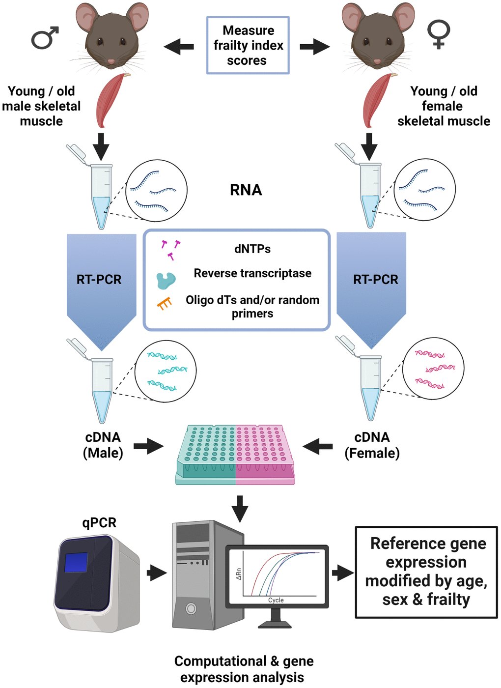 Age, sex, and overall health affect reference gene expression in skeletal muscle from C57BL/6 mice. A schematic diagram that illustrates the experimental approach used to compare reference gene stability in skeletal muscle (hamstrings) from young (4 mos) and old (25-26 mos) mice. Eight common reference genes were investigated (Gapdh, Gusb, Rplp0, B2m, Tubb5, Rpl7l1, Hprt, and Rer1). Health was assessed with a validated frailty index tool. Figure created with Biorender.com.
