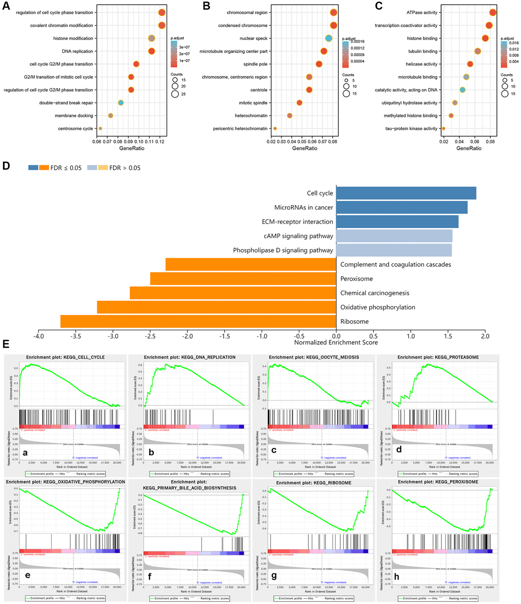 Potential biological functions and enriched pathways of PCNT. (A–C) The terms of Biological process (A), Cellular component (B), and Molecular function (C) in GO analysis. (D) Enrichment analysis of KEGG terms for PCNT involved. (E) Gene sets were markedly positively and negatively enriched in higher PCNT expression patients.