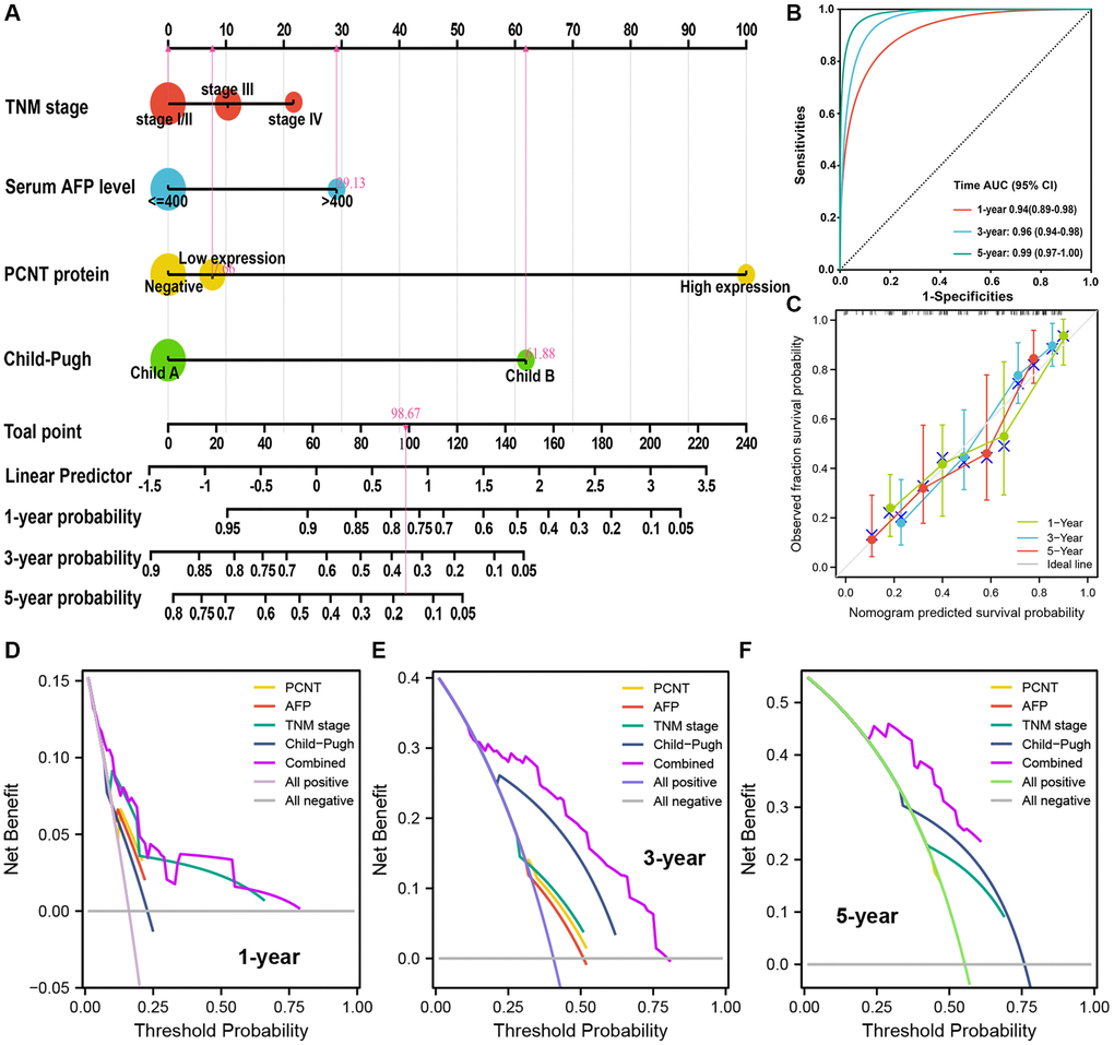 Nomogram analyses of the selected prognostic factors. (A) A nomogram was built using four independent prognostic factors. (B) Time-dependent ROC was employed to weigh up the performance of nomogram model. (C) Calibration curves for nomogram model related to 1-, 3-, and 5-year OS. (D–F) DCA for nomogram model related to 1-, 3-, and 5-year OS.