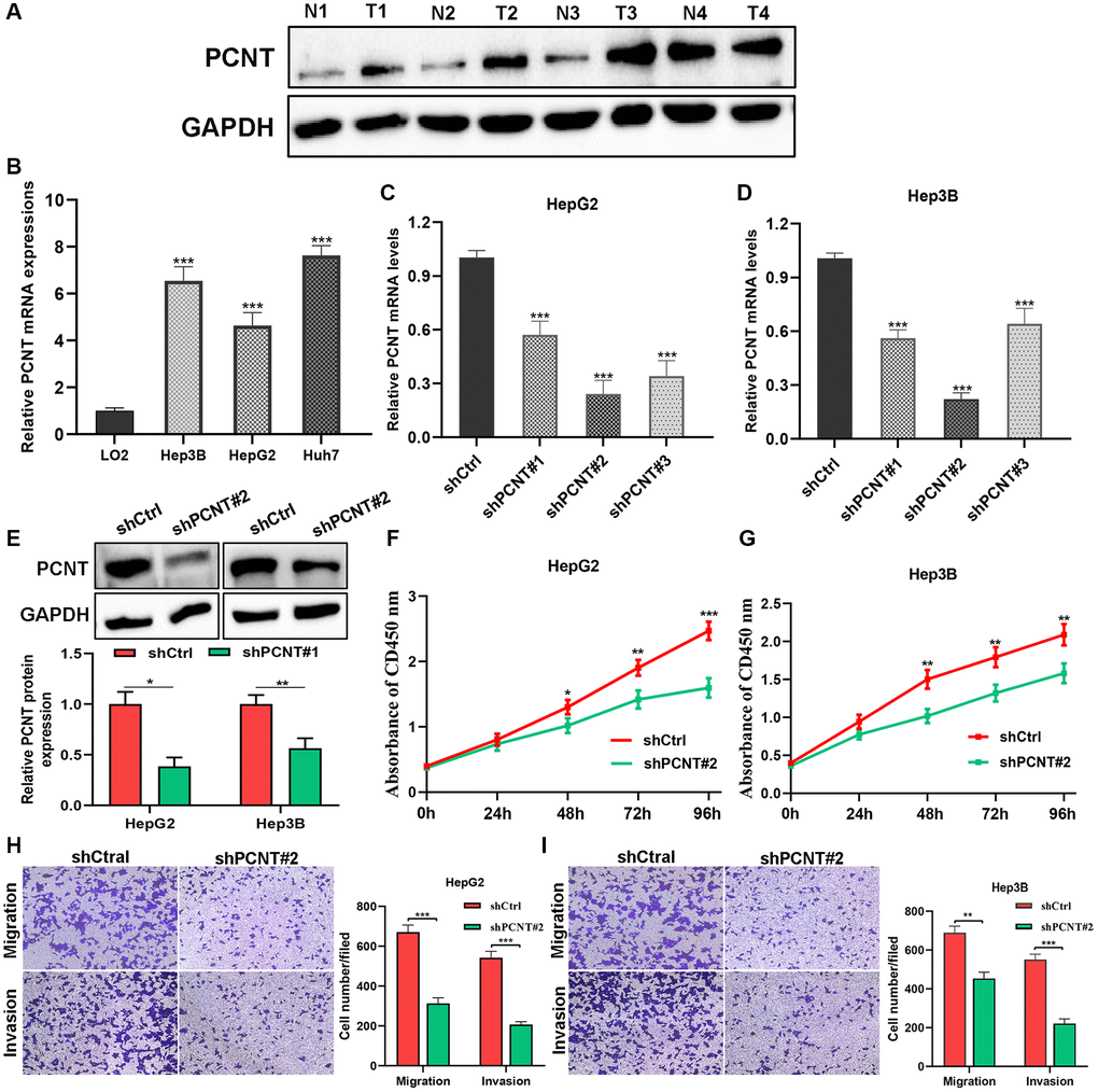In vitro experiments validated PCNT expression and pro-oncogenic effects. (A) PCNT protein level in 4 paired HCC tissues and their adjacent normal liver tissues. (B) PCNT mRNA levels in LO2, Hep3B, HepG2, and Huh7 cell lines. (C, D) PCNT mRNA levels were down-regulated by shPCNT transfection in HepG2 (C) and Hep3B (D) cell lines. (E) Western blot assay validated the knockdown effects of shPCNT#2. (F, G) CCK-8 assays detected the cell viability of HepG2 (F) and Hep3B (G) cells. (H, I) The migration and invasion capacities were examined by transwell assays in HepG2 (H) and Hep3B (I) cell lines. *P **P ***P 