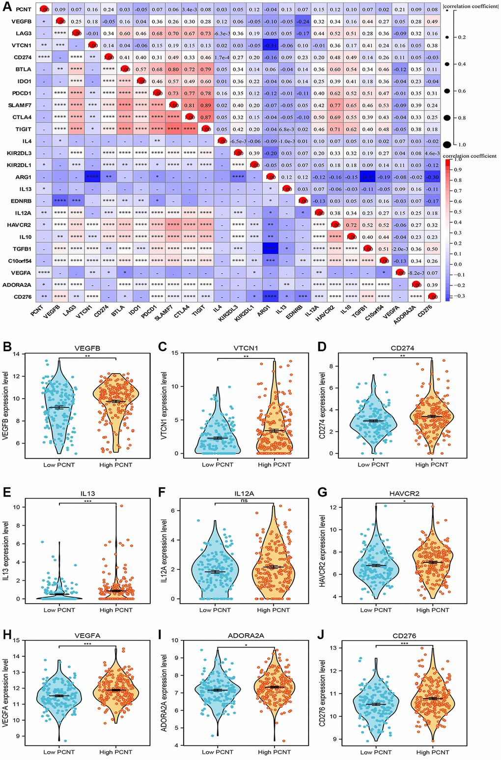 (A) The associations between PCNT and immune checkpoint inhibitor-related gene expression levels. (B–J) HCC tissues with higher PCNT expression have a higher level of VEGFB (B), VTCN1 (C), CD274 (D), IL13 (E), IL12A (F) HAVCR2 (G), VEGFA (H), ADORA2A (I), and CD276 (J) expression. *P **P ***P ****P 