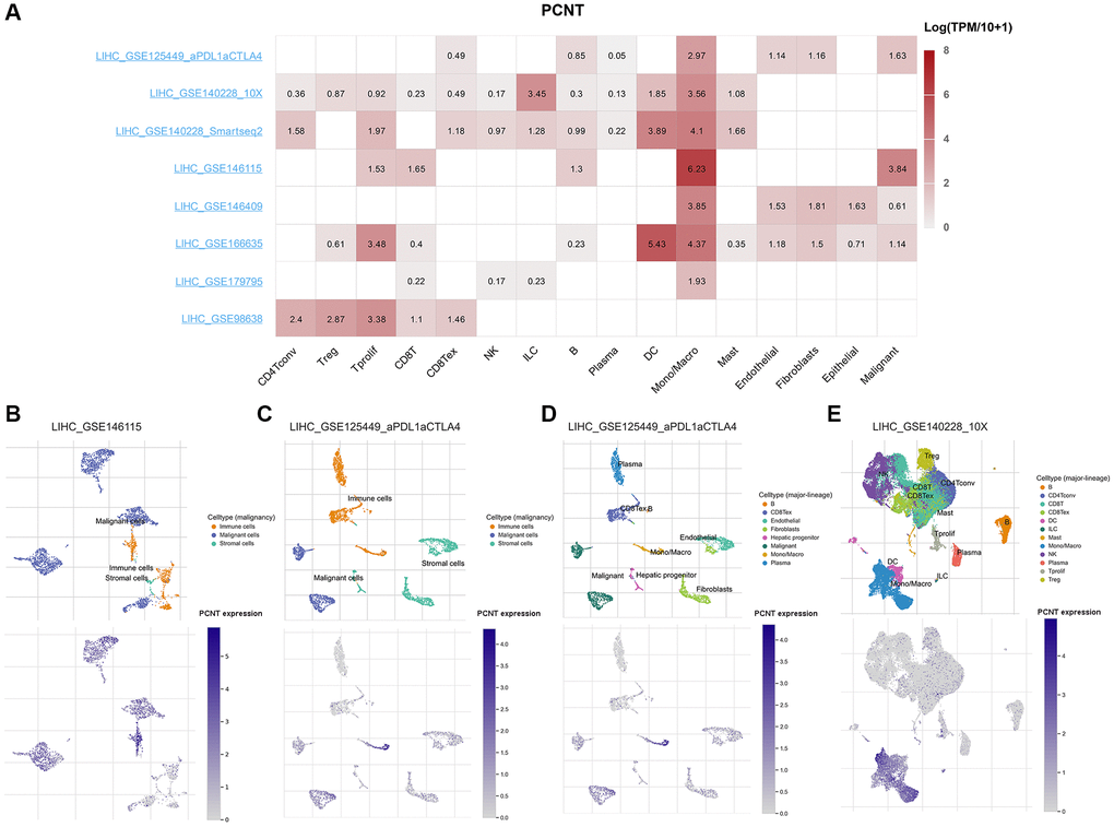 PCNT expression at the single-cell level. (A) The matrix heat map presented the PCNT mRNA levels in malignant, stromal, and different types of cells. (B) The PCNT mRNA levels and cell distributions in LIHC