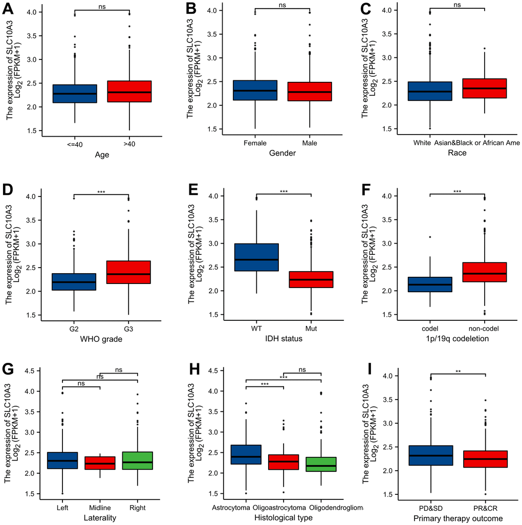 Distribution of SLC10A3 transcription among different clinical groups. (A) age. (B) gender. (C) race. (D) WHO grade. (E) IDH mutation status. (F) 1p19q co-deletion. (G) laterality. (H) histological type. (I) primary therapy outcome.