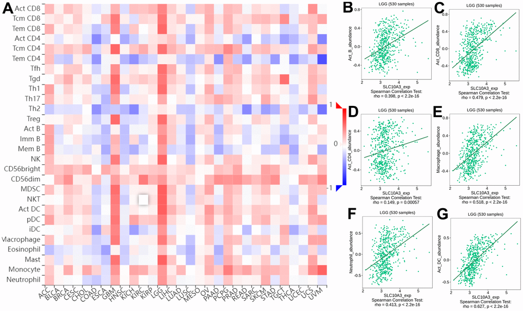 Correlation between infiltrations of immune cells and expression of SLC10A3 in pan-cancer and LGG. (A) Heat map displays expression of SLC10A3 is correlated well with most immune cells in LGG and GBM. Expression of SLC10A3 is highly associated with the infiltrations of B cells (B) CD8+T cells (C) CD4+T cells (D) macrophages (E) neutrophils (F) and dendritic cells (G) in LGG.