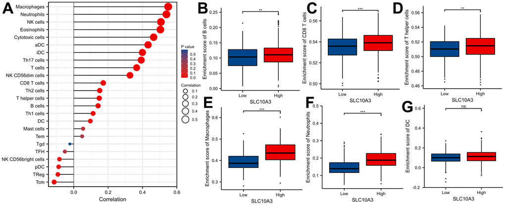 Distribution of SLC10A3 in various of immune cells in LGG. (A) Correlation analyses of SLC10A3 and 24 immune cells measured by ssGSEA in LGG. Expression of SLC10A3 is significantly different subgroups divided by B cells (B) CD8+T cells (C) T helper cells (D) macrophages (E) neutrophils (F) and dendritic cells (G) in LGG.