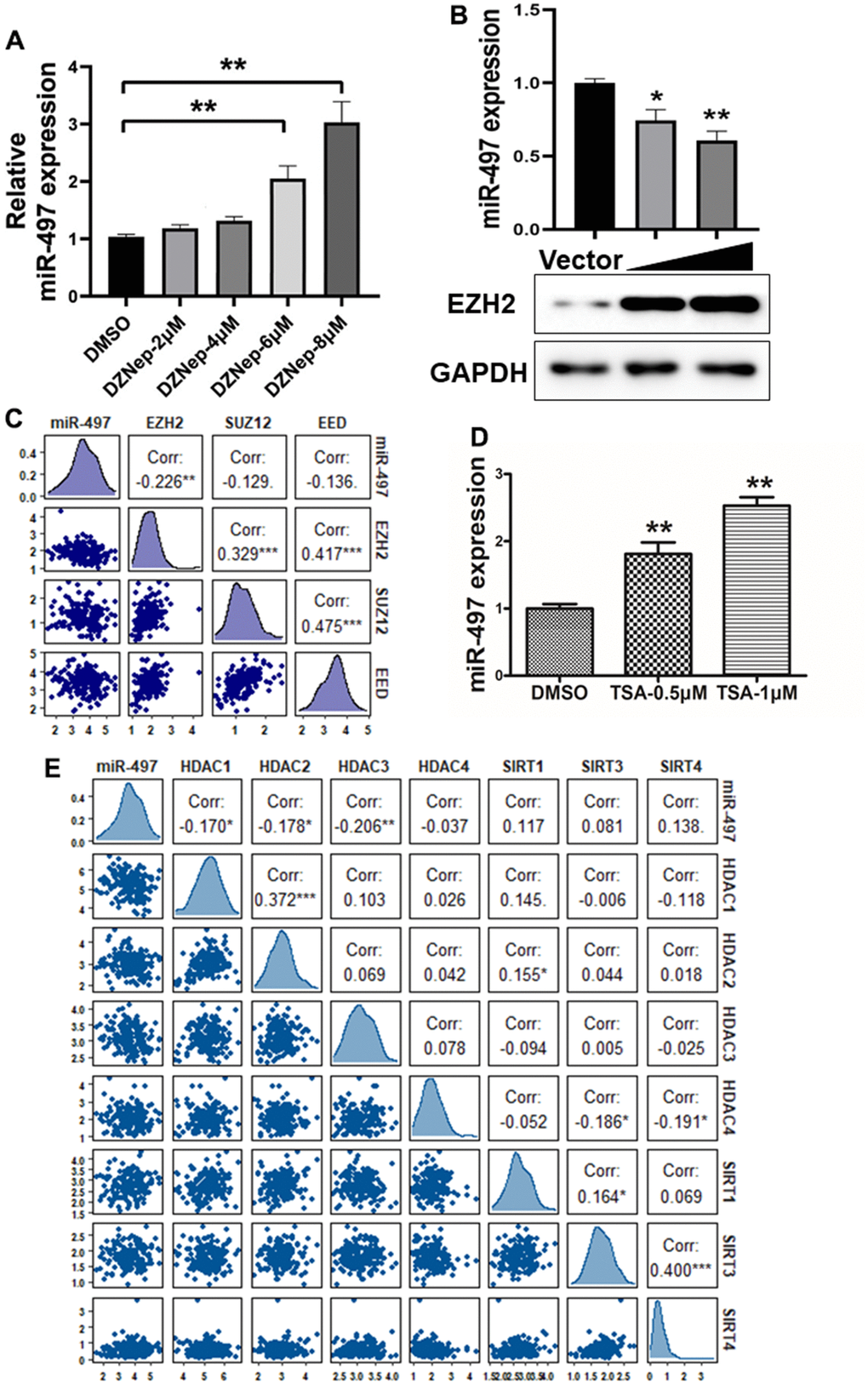 miR-497 suppression is mediated by EZH2 and histone acetylation. (A) Cells were treated with EZH2 inhibitor DZNep, and DZNep treatment greatly increased miR-497 expression levels in the cells in a dose-dependent manner. (B) Compared to vector control, overexpression of EZH2 significantly reduced miR-497 expression. (C) A negative correlation was showed between EZH2 and miR-497 levels in esophageal cancer tissues from the data obtained from TCGA database. (D) The histone deacetylases inhibitor TSA treatment in Eca109 induced miR-497 expression levels. (E) The esophageal cancer data from TCGA was used to analyze correlation between expression levels of miR-497 and histone deacetylases: HDAC1, HDAC2 and HDAC3, which is inversely correlated. Spearman’s correlation analysis was carried out in (C, E). All data were representative of 3 independent experiments. * indicated significant difference at p