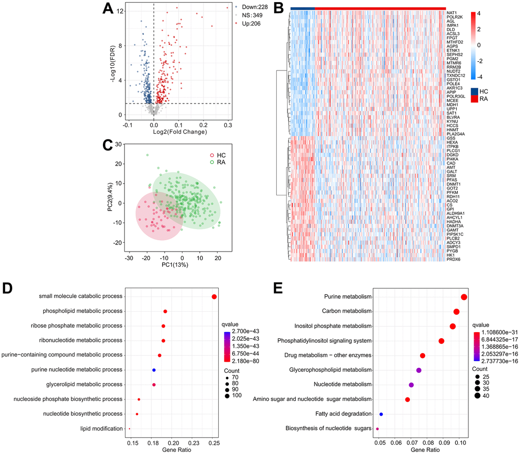 Identification of DE-MRGs and functional enrichment analyses. (A) Volcano diagram shows the DE-MRGs with the threshold setting at |Fold change| ≥ 1 and FDR B) The expression of top 30 upregulated and down-regulated differential genes in HC and RA groups. (C) Principal component analysis shows a significant separation between HC and RA groups based on the MRGs. The top 10 enrichment results of (D) Gene Ontology (GO) and (E) Kyoto Encyclopedia of Genes and Genomes (KEGG) signaling pathway based on DE-MRGs.