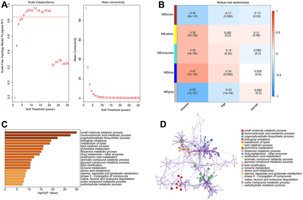 Construct weighted gene co-expression network analysis based on the DE-MRGs. (A) Analysis of the scale-free network for various soft-thresholding powers (β). (B) Heatmap shows the correlation of module eigengenes and clinical characteristics. (C, D) Functional enrichment analysis of genes in module blue.