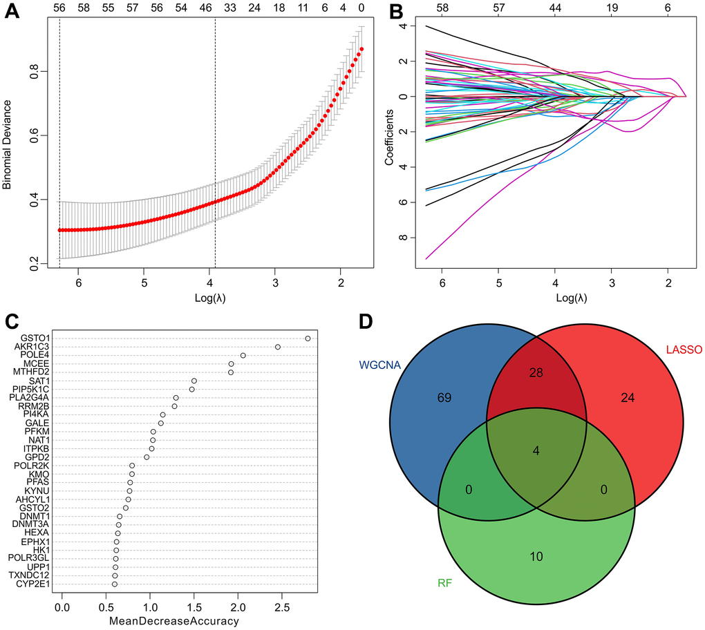 Identification of diagnostic feature biomarkers via multiple machine learning algorithms. (A, B) The least absolute shrinkage and selection operator (LASSO) algorithm shows the optimal coefficient based on the DE-MRGs. (C) The random forest (RF) algorithm shows the diagnostic feature biomarkers based on the DE-MRGs. (D) Venn diagrams show 4 diagnostic feature biomarkers using WGCNA, LASSO, and RF algorithms.