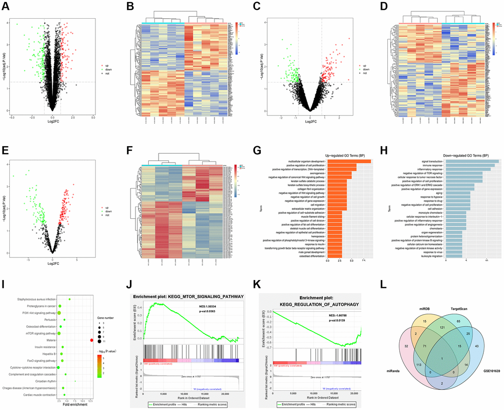 Bioinformatics analysis. (A) Volcano plot of visually grouped DEGs in GSE79962. (B) Cluster heatmap of DEGs in GSE79962. (C) Volcano plot of visually grouped DEGs in GSE12624. (D) Cluster heatmap of DEGs in GSE12624. (E) Volcano plot of visually grouped DEGs in GSE101639. (F) Cluster heatmap of DEGs in GSE101639. (G and H) Diagrams of up-regulated and down-regulated GO pathways of DEGs. (I) KEGG pathway of DEGs. (J and K) GSEA showed that regulation of autophagy, mTOR signaling pathway and other pathways were significantly related to the enrichment of DEGs. (L) Venn diagrams of candidate target genes and GSE101639 DEGs.