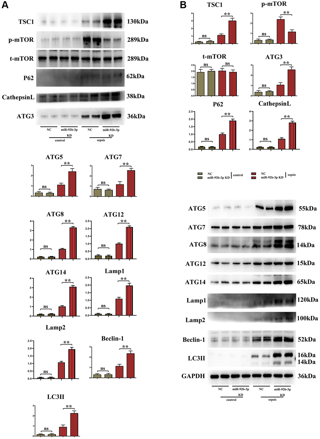 Expressions of autophagy/mTOR pathway-related proteins in mouse myocardium. (A) Relative expression of autophagy/mTOR pathway-related proteins in mouse myocardium; (B) Strip plot of autophagy/mTOR pathway-related proteins in mouse myocardium. **p p > 0.05.