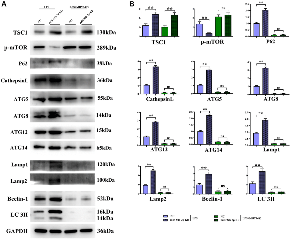 In vitro experiments demonstrated that low expression of miR-926-3p could enhance autophagy by regulating the mTOR signaling pathway. (A) Strip plot for detection of mTOR pathway-related proteins in in vitro experiments. (B) In vitro experiments to detect the relative protein expression of proteins associated with the mTOR pathway. **p p > 0.05.