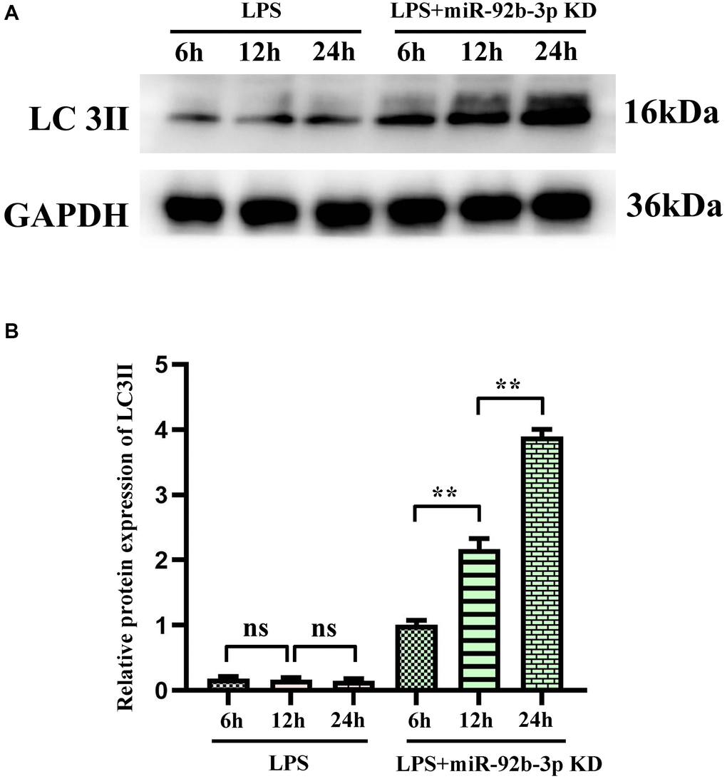 Autophagy blockade of miR-926-3p KD on cardiomyocytes detected by Western blotting. (A) Expression levels of autophagy-related protein LC3II in cardiomyocytes at different times. (B) Relative protein expression of LC3II. *p **p 