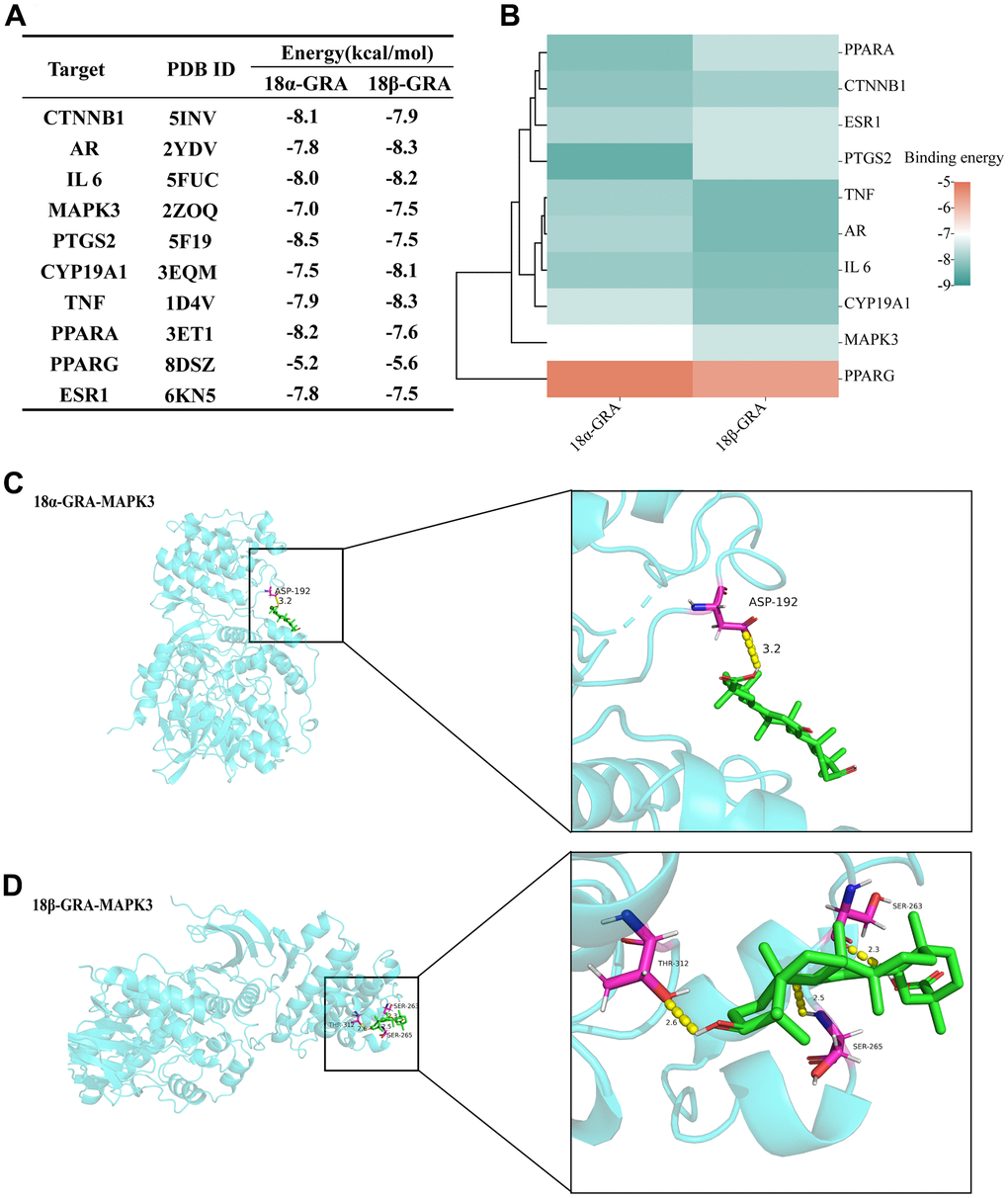 The results of molecular docking. (A) The results of molecular docking binding energy. (B) Heat map of molecular docking binding energy. (C) 18α-GRA and MAPK3 molecular docking visualization. (D) 18β-GRA and MAPK3 molecular docking visualization.