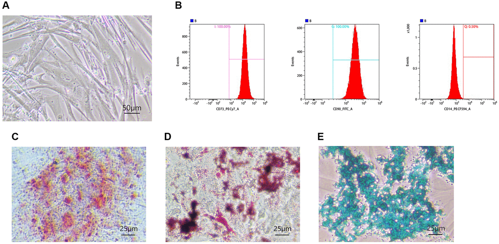 Identification of hUC-MSCs. (A) The morphologies of hUC-MSCs were observed under a light microscope. (B) Flow analysis revealed MSC specific surface markers, CD73, CD90, and CD14. (C–E) Osteogenesis (C), adipogenesis (D), and chondrogenesis (E) were confirmed by Alizarin Red, Oil Red, and Alcian Blue staining.